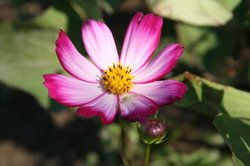 10月 大池の朝焼け 196.jpg