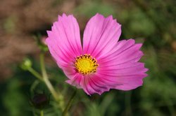 10月 大池の朝焼け 198.jpg