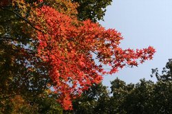 11月日修善寺 183.jpg