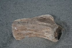 1月大池 294.jpg
