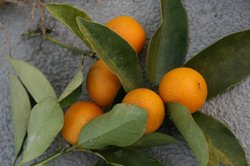 1月大池 393.jpg