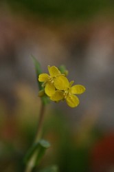 1月大池 400.jpg