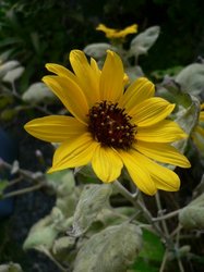 2008、9月押し花講習会 477.jpg