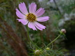 2008、9月押し花講習会 741.jpg