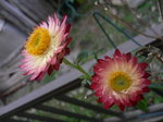 2009国際キルト展 510.jpg