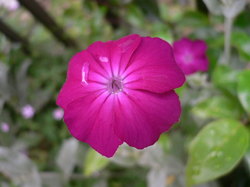 2009庭花 014.jpg