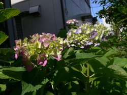 2009庭花 036.jpg
