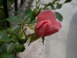 2009庭花 065.jpg