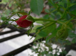 2009庭花 067.jpg