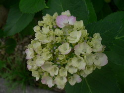 2009庭花 071.jpg