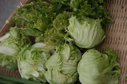 3月家庭菜園 283.jpg