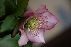 3月家庭菜園 330.jpg