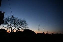 3月庭朝焼け 005.jpg