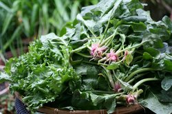 3月庭野菜 006.jpg