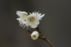 3月菜園 027.jpg