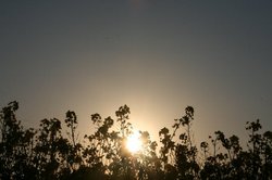 4月 菜の花夕日 226.jpg
