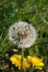 4月庭の花 072.jpg