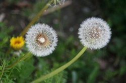 4月庭の花 080.jpg