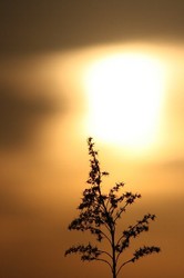 5月夕日 201.jpg