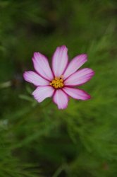 5月花 046.jpg