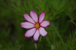 5月花 047.jpg
