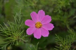 5月花 054.jpg