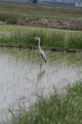 5月鳥 014.jpg