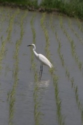 5月鳥 030.jpg