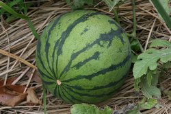 6月家庭菜園 116.jpg