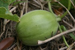 6月家庭菜園 129.jpg
