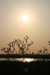 6月庭朝日 055.jpg