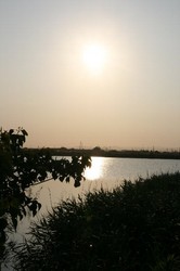 6月庭朝日 100.jpg