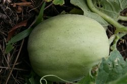 7月菜園 040.jpg