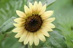 7月菜園 082.jpg