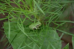 7月菜園 093.jpg