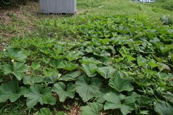 7月菜園蝶 023.jpg
