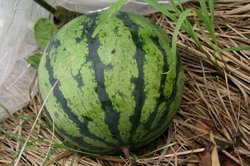 7月菜園蝶 025.jpg