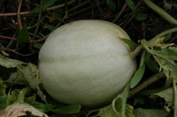 7月菜園蝶 035.jpg