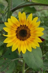 7月菜園蝶 165.jpg