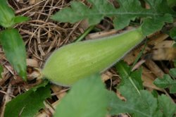 7月菜園蝶2 207.jpg