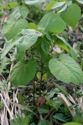 7月野菜 086.jpg