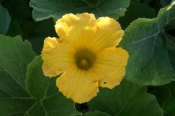 7月野菜 164.jpg