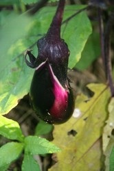 7月野菜 172.jpg