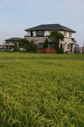 8月 家庭菜園 010.jpg