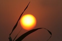 8月夕日 202.jpg