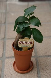 8月沖縄 115.jpg