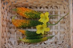 8月野菜の収穫 006.jpg