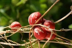 9月 庭の花 121.jpg