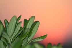 9月夕日 038.jpg