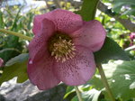 2009 庭の花 027.jpg